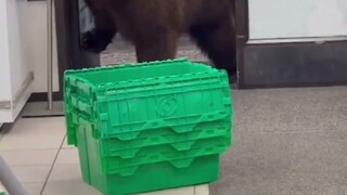 当便利店里闯进来一只熊