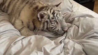 ماذا أفعل إذا كانت القطة الصغيرة تحب الهجوم المفاجئ؟