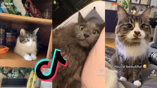 TikToks That Meow at 3AM - Cat Side of TikTok