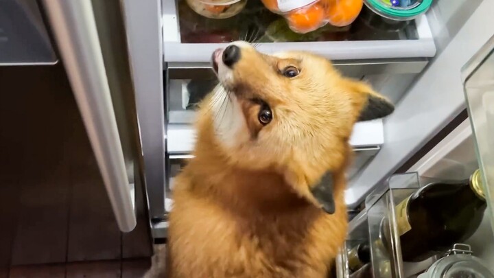 Fox: Hurry! Let me see what tasty stuff you’ve got in your fridge!