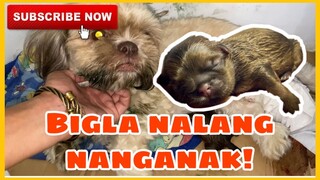 NANGANAK YUNG SHIH TZU KO!! | SUPER MARCOS VLOGS