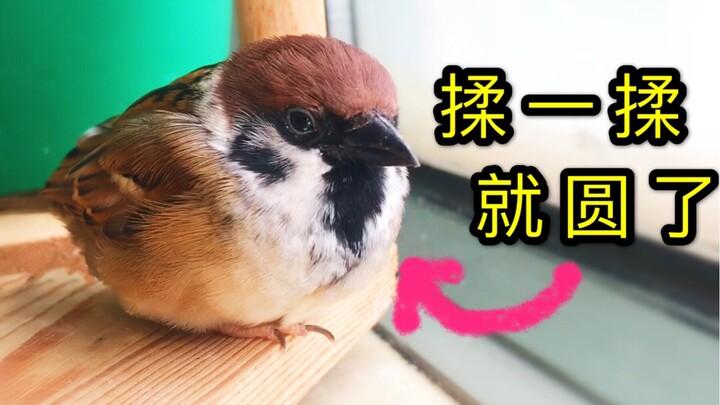 Làm thế nào để Tiểu Vương biến hình trở lại? Thức ăn chính của Tiểu Vương là gì?