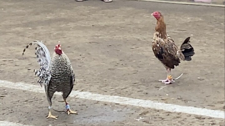 DOME VS BINABAE, 110k PARADA LUCENA VS SARIAYA #SABONG INTERNATIONAL