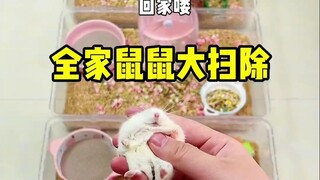 鼠鼠竟然喜欢猫和老鼠哈哈哈！今天给全家鼠鼠打扫卫生..