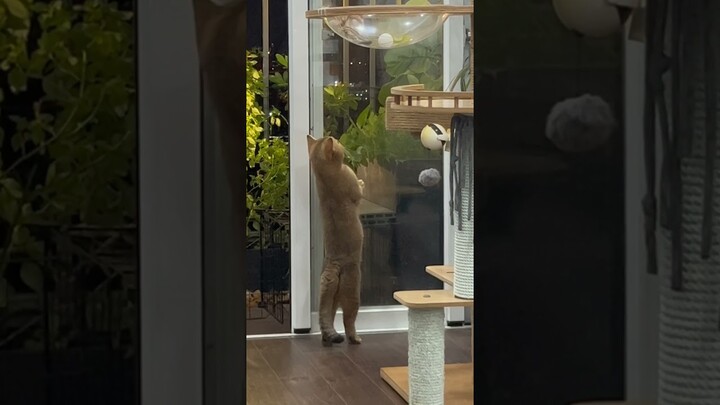 Sunny nhìn gì đó? 👀🐾 #meohamchoi #curious #catplaying