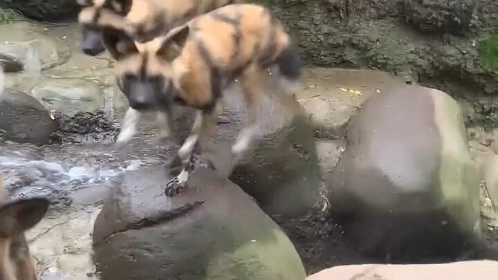 African wild dogs watch a tourist’s dog, wondering why it stays by humans’ side…