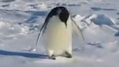 🐧走到拍摄者面前并发出了声音📢