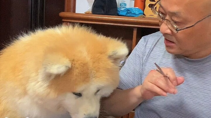 Gouzi: Accept it humbly and make the same mistake again next time!