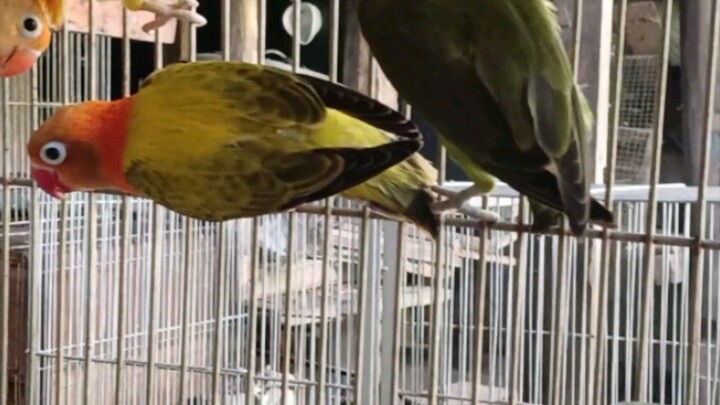 cute lovebirds