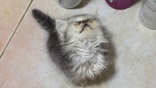 Kitten: Come on! Beast! I'm ready!