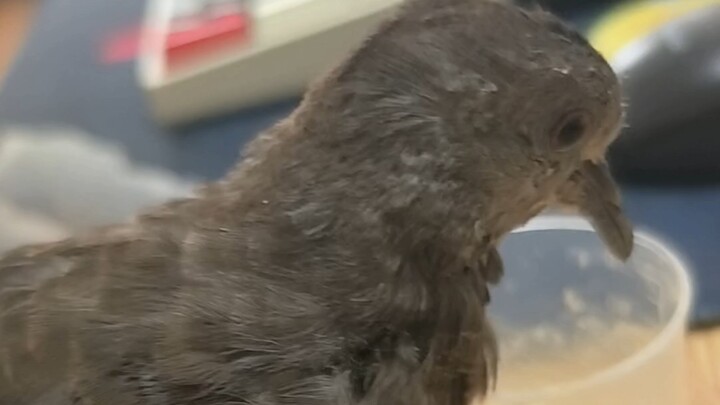 What’s it like to raise a clumsy pigeon? (Rescued bird has gone feral)
