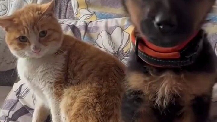 This borderless German Shepherd keeps whining because it can’t beat the kitten for the couch.