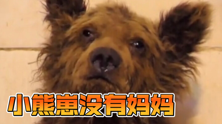 The little bear cub has no mother.