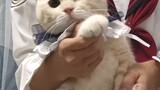 [Secretary Dance] Cute little kitten dances online, Mr. Mayonnaise wants me to confess my love