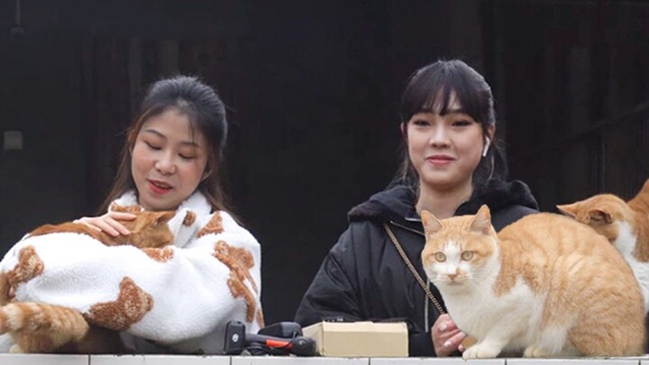 أكبر 100 صانع محتوى يزوروننا لبناء أقفاص تسلق معًا لـ300 قطة مشردة... ما أروع هذا!