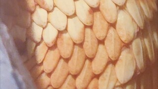 دغدغة الثعبان