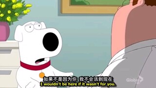 忠犬Brian，捐肾救主人