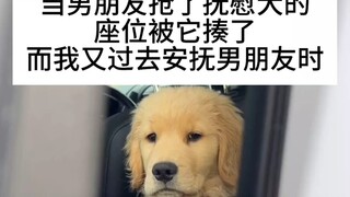 สุนัขปลอบประโลม: ยังคงอยู่กับฉันอย่างเข้มแข็ง