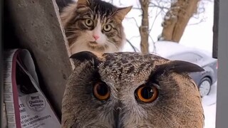 Help! How can it be both cute and fierce? Perfect combination