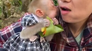 小猴子因为吃的开心亲妈妈