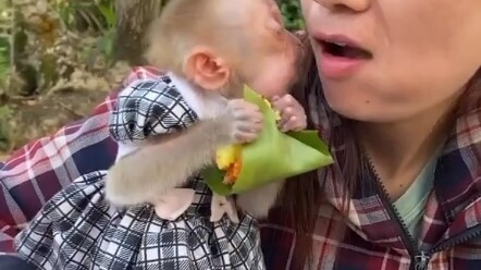 The little monkey kissed his mother because he was happy eating