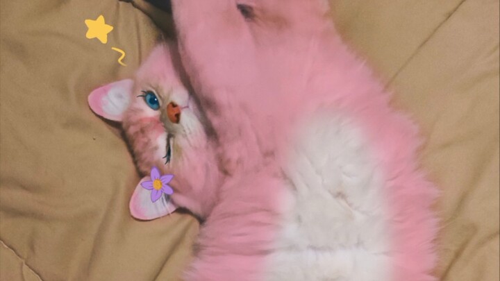 When My Cat Turned Into Lynna Belle