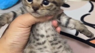 รางวัลแมวน้อย