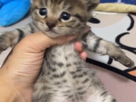 جائزة القطط الصغيرة