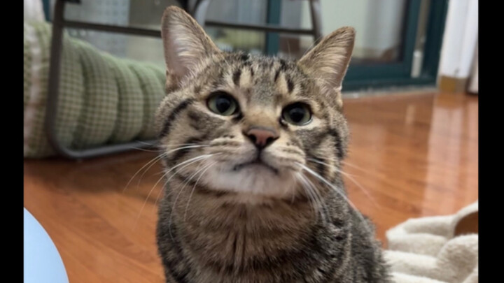 The kitten’s begging skills have been upgraded: after learning to call “Mom,” it’s now learned how t