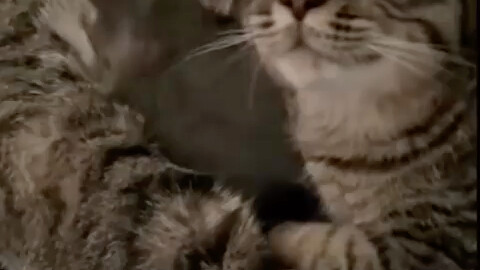 ในฐานะพ่อแมว แบบนี้มันสมเหตุสมผลแล้วเหรอ?