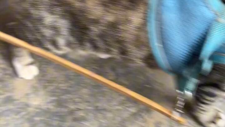 อุ๊ย น้องเหมียวน่ารักเข้ากับเด็กๆ ได้ดีเลยนะ บทบาทของน้องคือคนขับรถบรรทุกเลยล่ะ