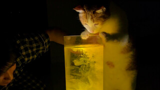 和毛一起看流星雨