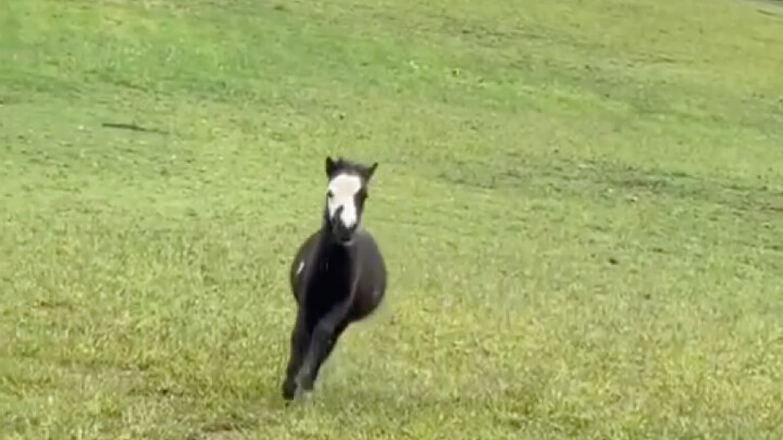 Tiểu Mã: Mẹ ơi, con đã thức tỉnh rồi