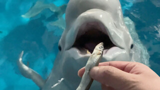 Xiao Hei marah lagi.