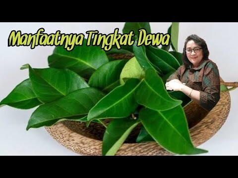 CARA MEREBUS DAN KONSUMSI DAUN SALAM AGAR EFEKTIF MENYEMBUHKAN PENYAKIT