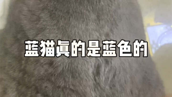 القط الأزرق فعلاً لونه أزرق!