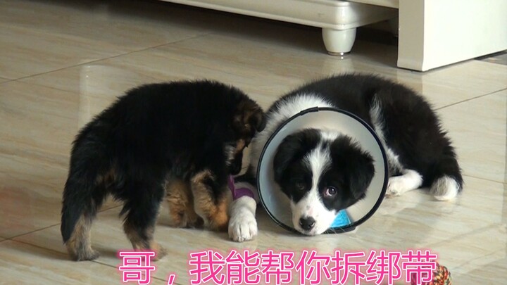 [Border Collie] The big Border Collie wants to remove its own bandage, and the little German Shepher