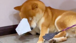 【Dubbing hewan】Wah, pendidikan ala Tiongkok memang juara!