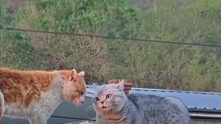 แมวส้มทรงเป้า vs ขาสั้นประจำซอย