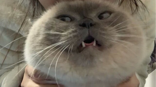 A dumpling cat with a head that cries at the slightest touch