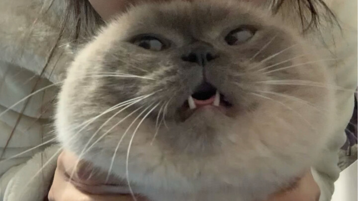 A dumpling cat with a head that cries at the slightest touch