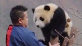 太难了！奶爸上树摘熊猫，被国宝胖揍！