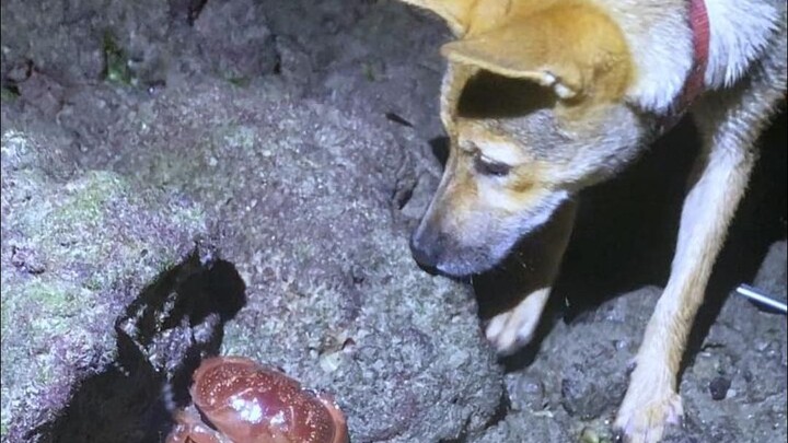 Apakah kalian mengenal beberapa jenis biota laut yang sering ditemui saat mencari makan di pantai in