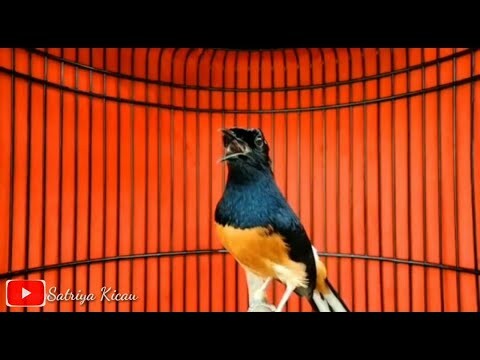 GAYA KEKINIAN.... MURAI BATU Pastol Full Tembakan