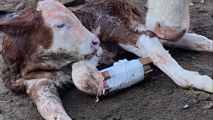 A handling mistake caused the calf to break its leg, and my dad got a lot of blame.