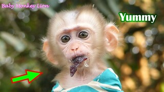 Baby Lion Yummy Eating Grape