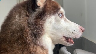 When the Husky saw the man selling steamed buns coming, he started clamoring for food and was almost
