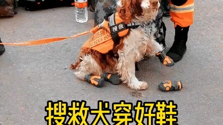 Chú chó cứu hộ được mang giày, cùng tôi chạy mười kilomet