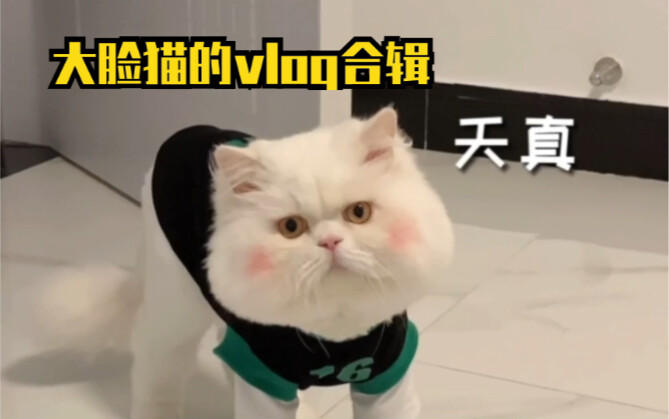 How can there be such a cute big-faced cat? A vlog compilation of the big-faced cat
