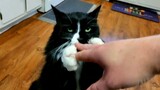 Rocko the Tuxedo Cat grabs my arm to beg for pets and purrs loud when he succeeds.